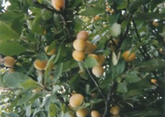 Holiday home Charmante Maison Historique Avec Jardin A - Charme, Cheminee, Et Serenite - Fr-1-585-67